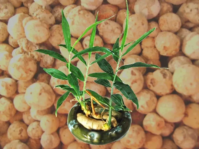 Cultivando jengibre en nuestro kit Ecogardenirisana. Parte I.