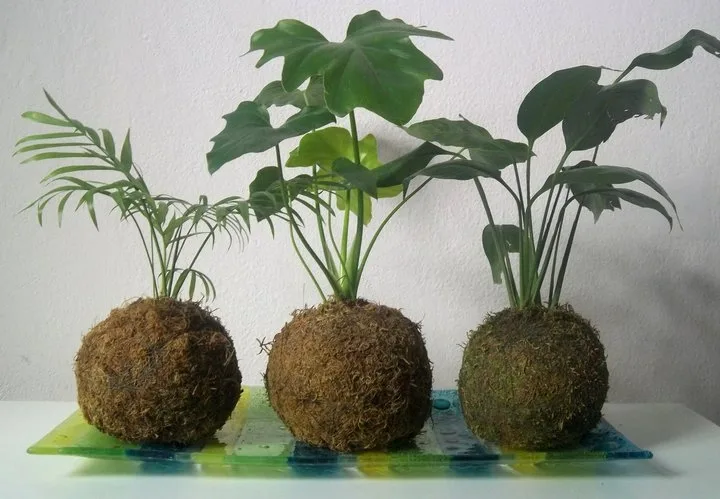 Kokedama. Llevando la naturaleza a nuestros hogares.